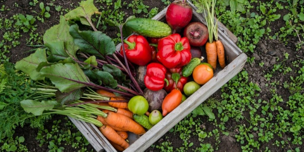 How to Get Started Growing Your Own Food - Meghan Telpner